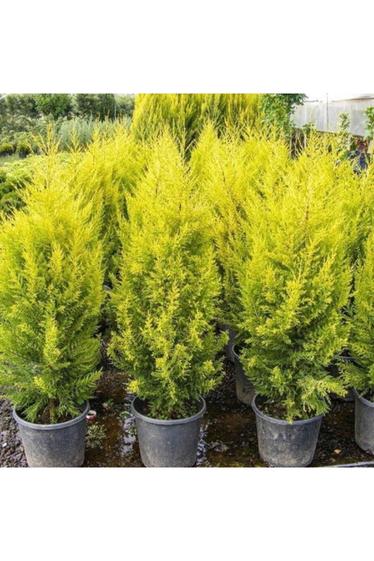 ruzgarbotanik Limon Çamı Fidanı 40cm-60cm